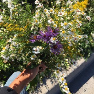 Meet your Posher, Amina